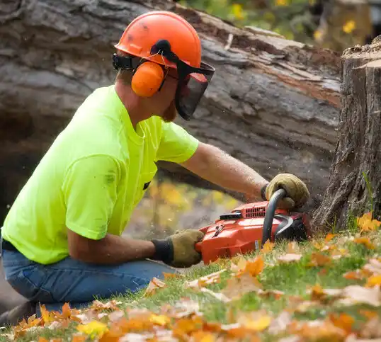 tree services Sneads Ferry